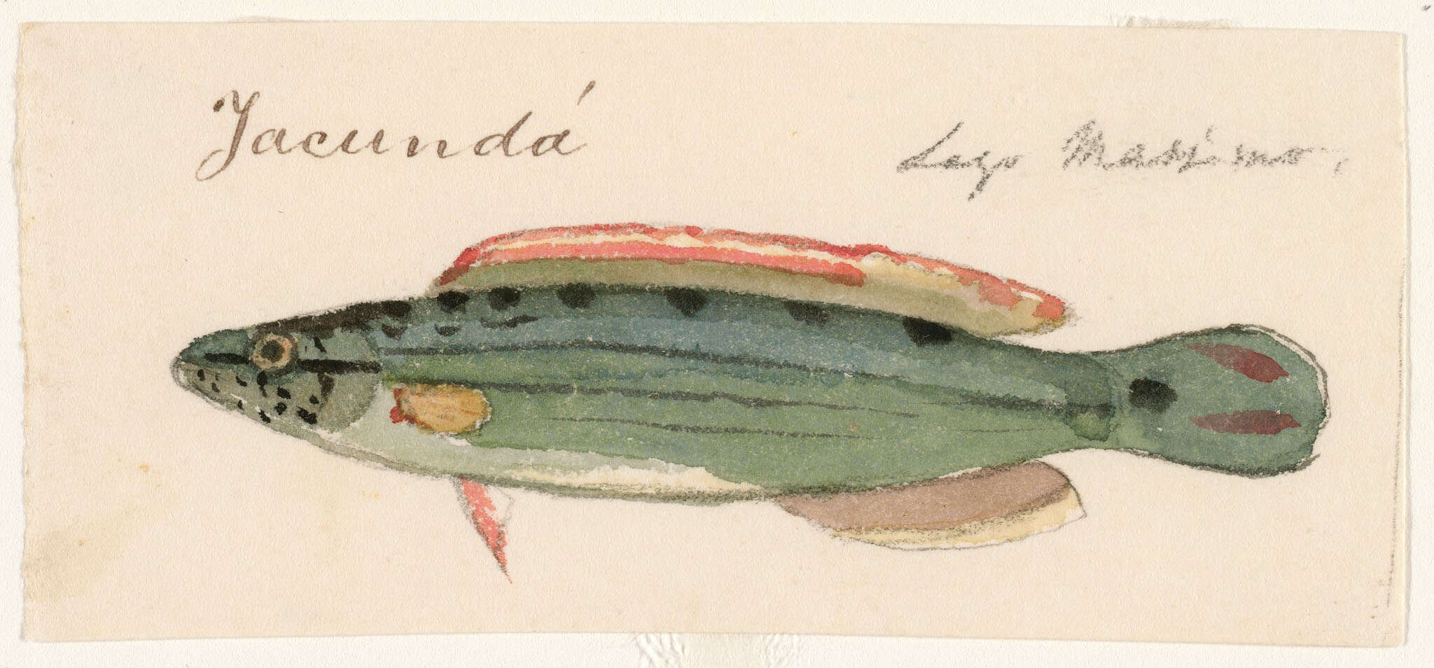 Image of Crenicichla marmorata Pellegrin 1904