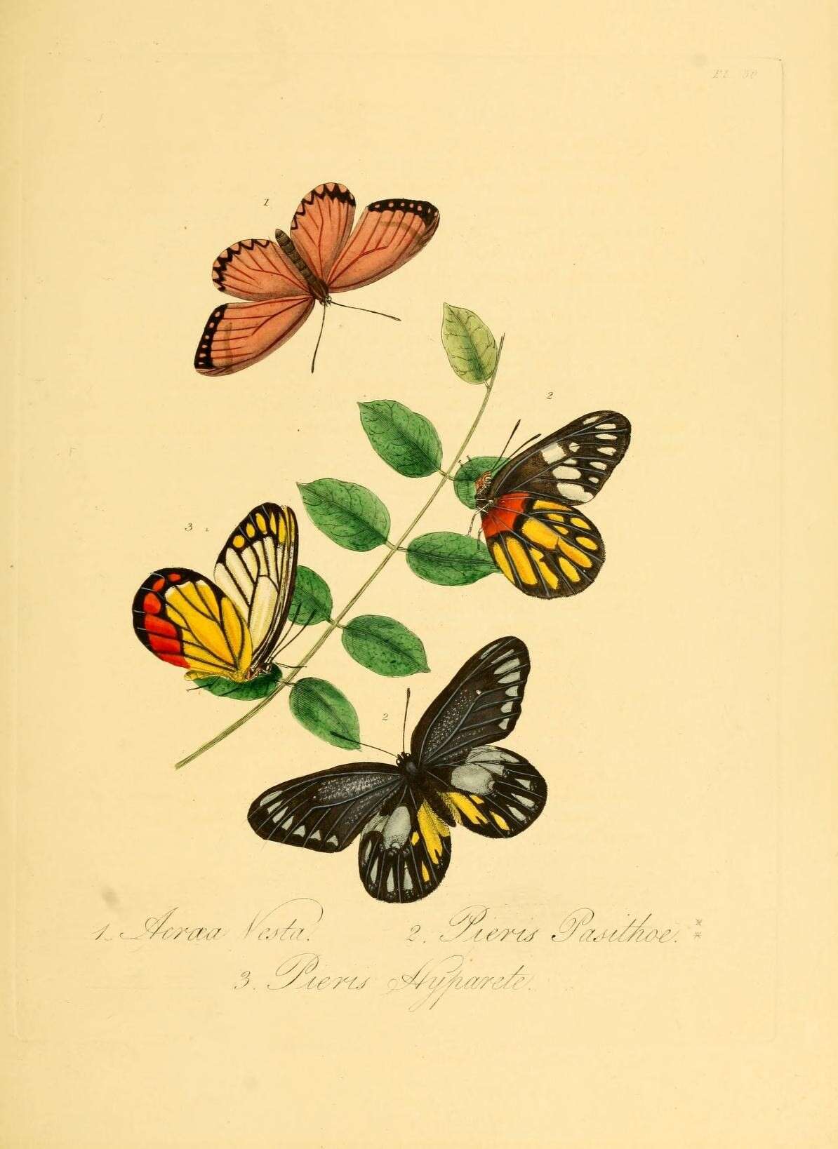 Image de Acraea vesta Fabricius 1787