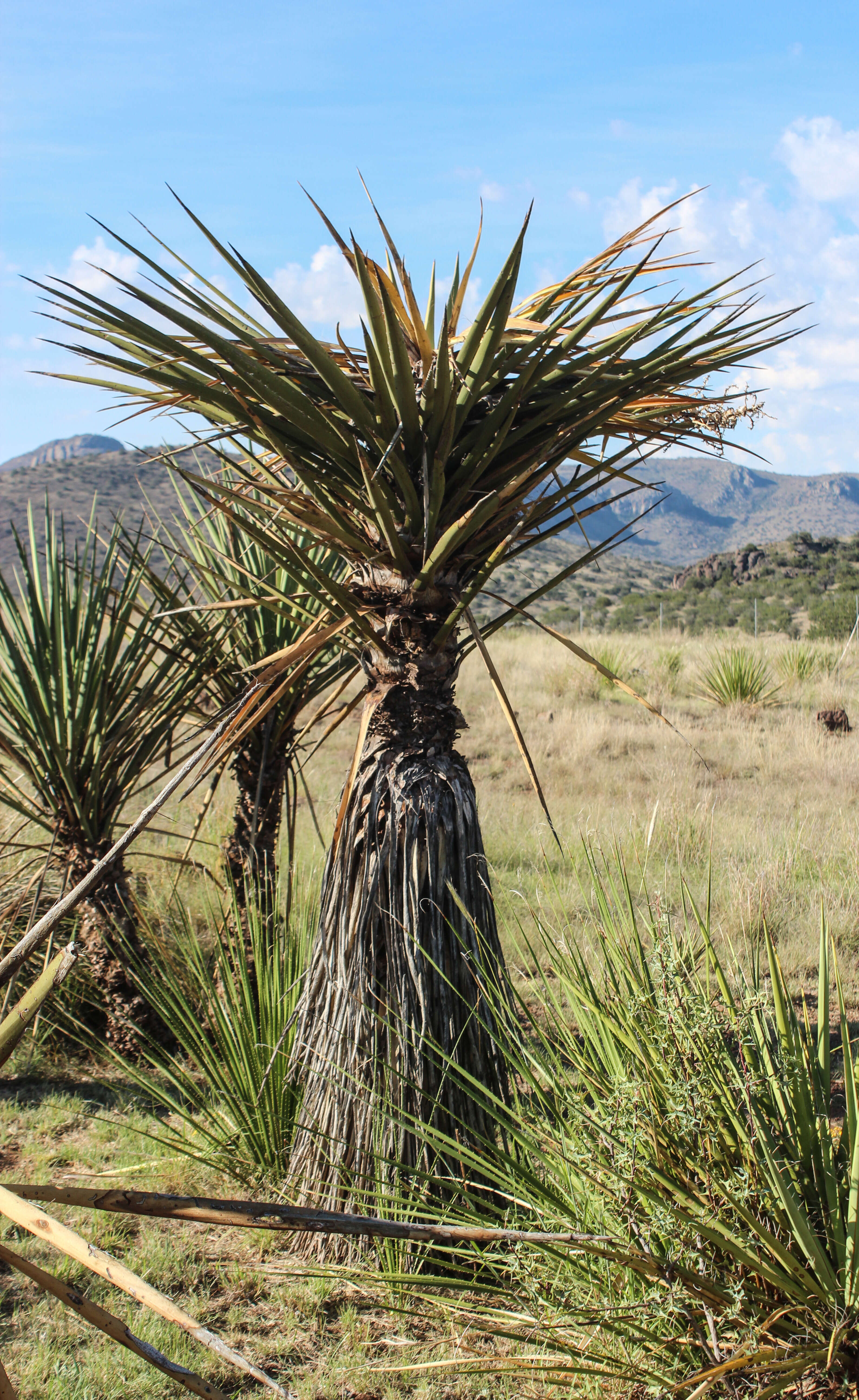 Image of yucca