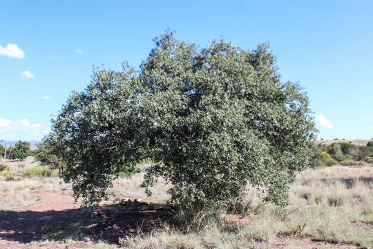 Imagem de Quercus arizonica Sarg.