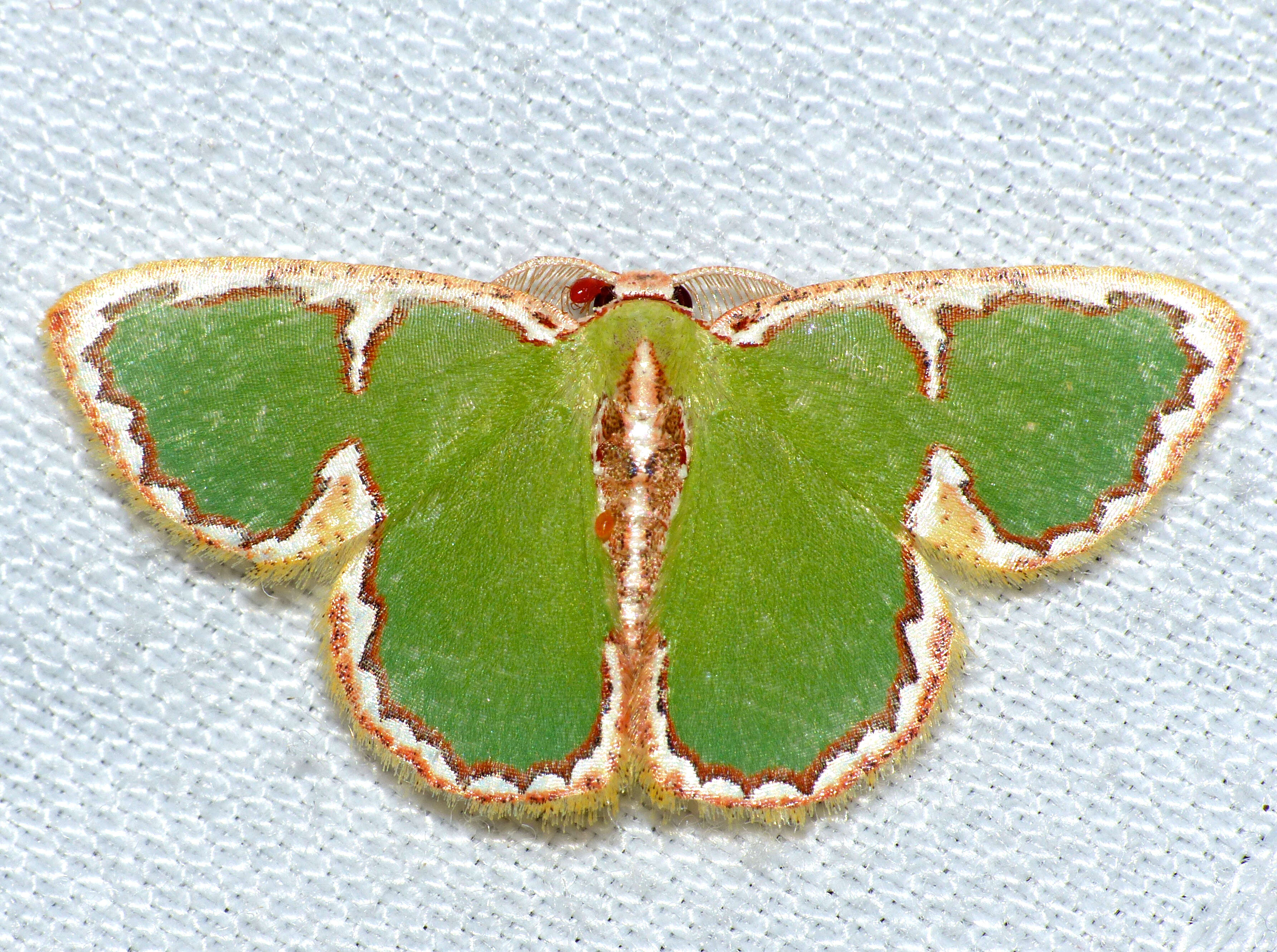 Image of Comostola chlorargyra Walker 1861