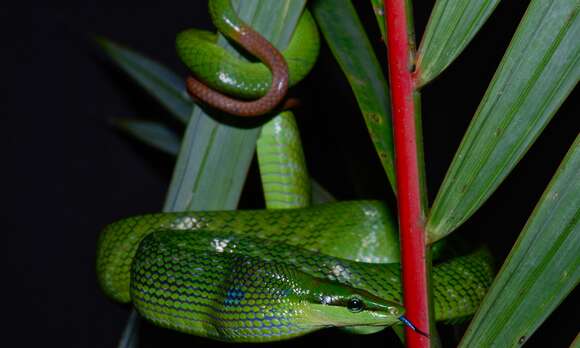 Plancia ëd Gonyosoma oxycephalum (F. Boie 1827)