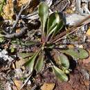 Sivun Goodenia paniculata Sm. kuva