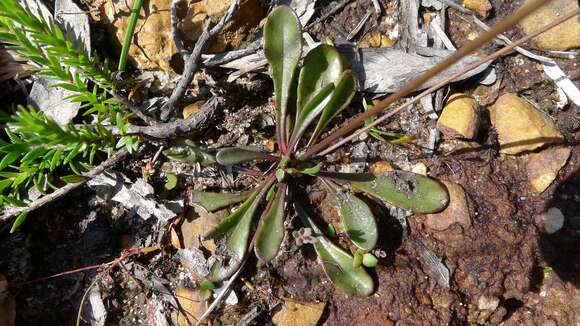 Image de Goodenia paniculata Sm.