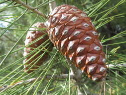 Image of Pine