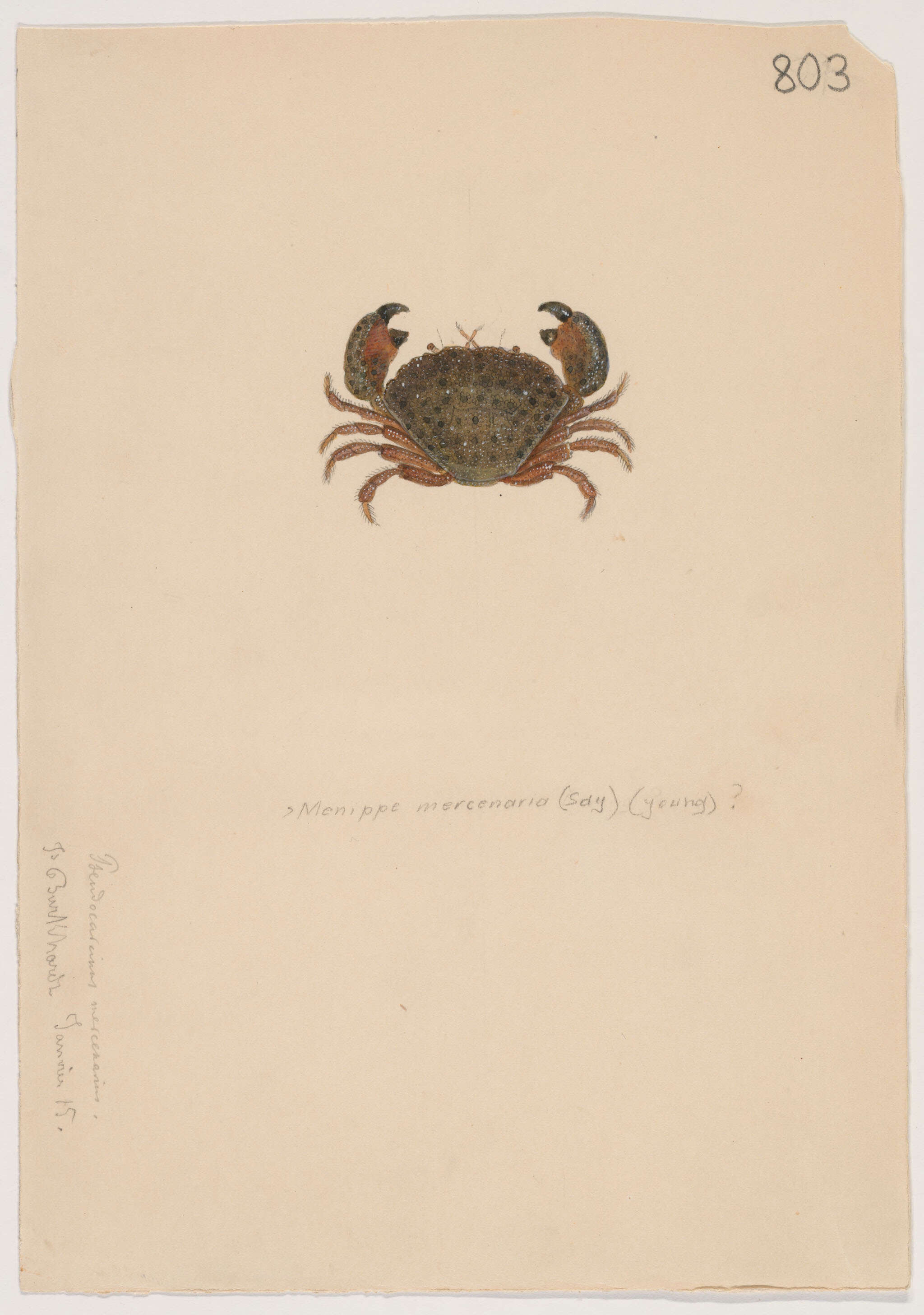 Image of Menippidae Ortmann 1893