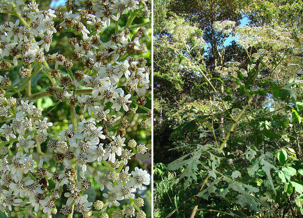 Image of Verbesina turbacensis Kunth