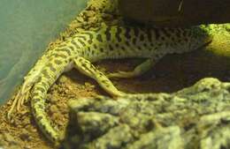 Image of Knox's Ocellated Sand Lizard