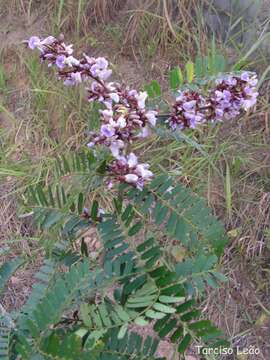 Image de Machaerium isadelphum (E. Mey.) Standl.