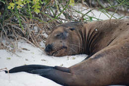 Image of Sea Lion