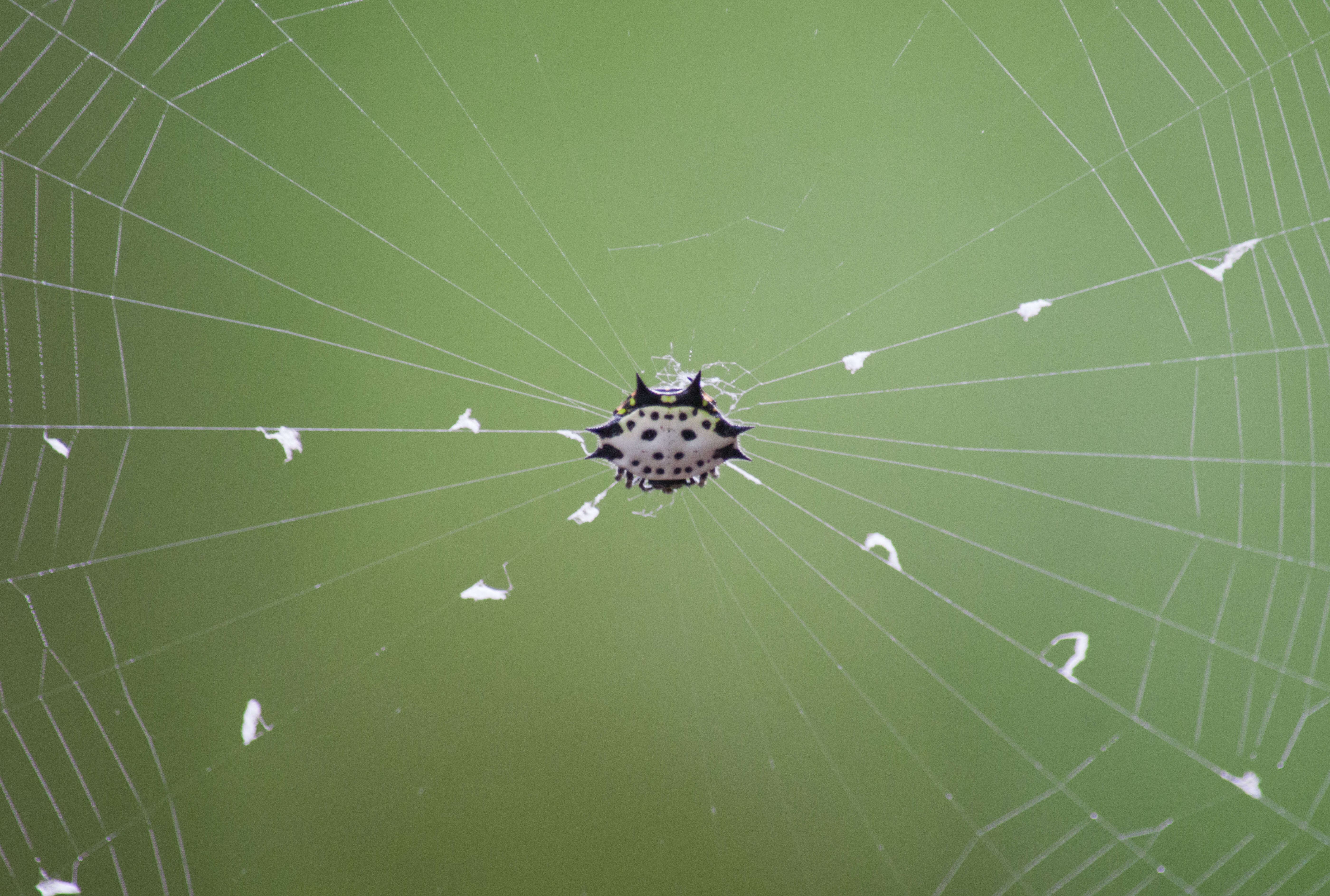 Image of Spinybacked Orbweaver