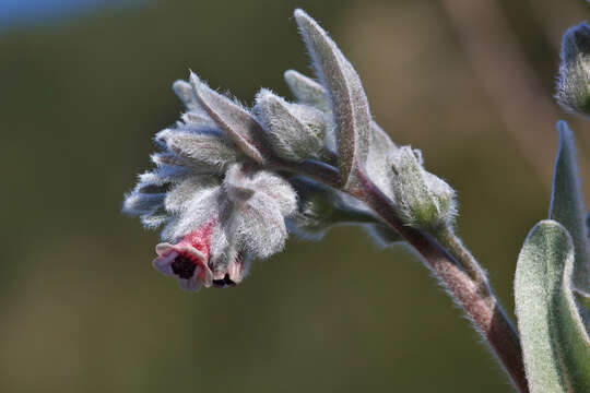 Image of Cynoglossum cheirifolium L.