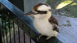 Image of Kookaburra