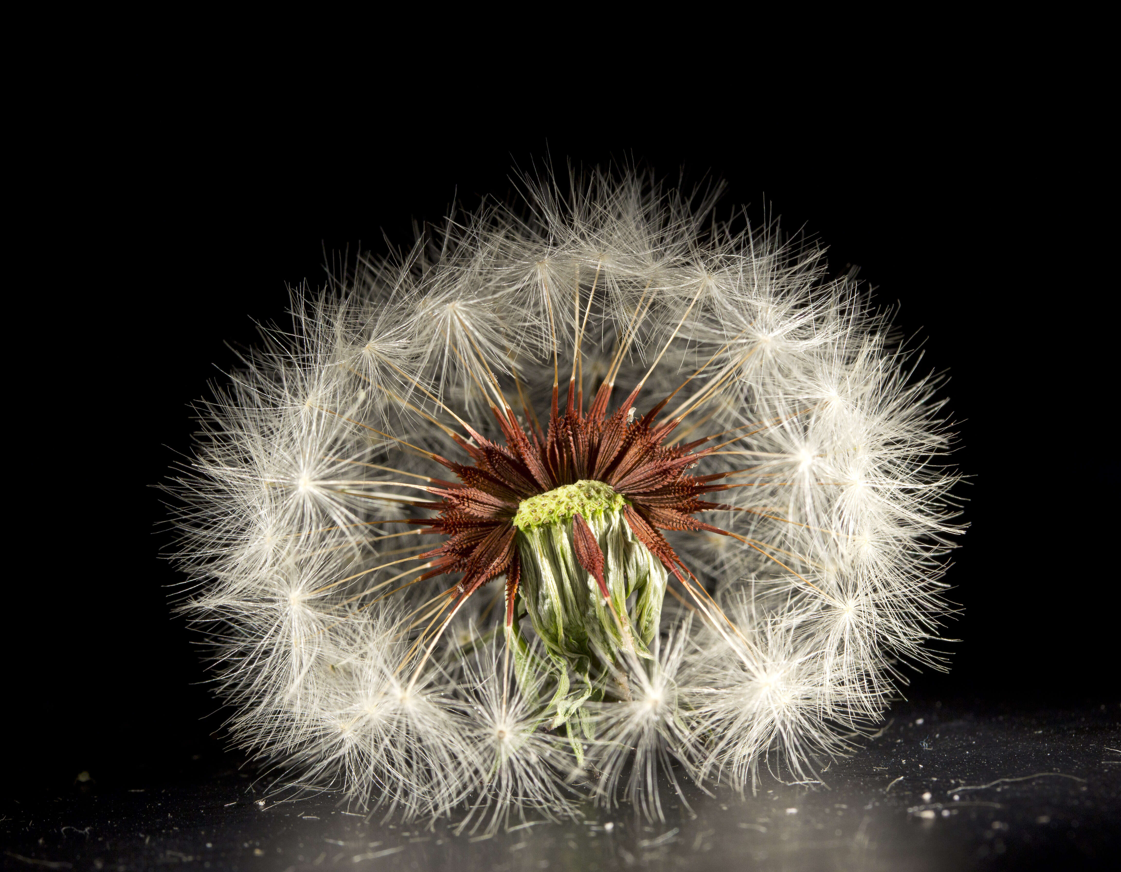 Слика од Taraxacum aristum Hagl. & G. Markl.