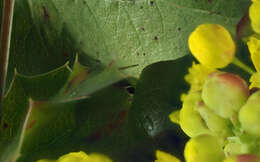 Image of Berberis aquifolium var. aquifolium