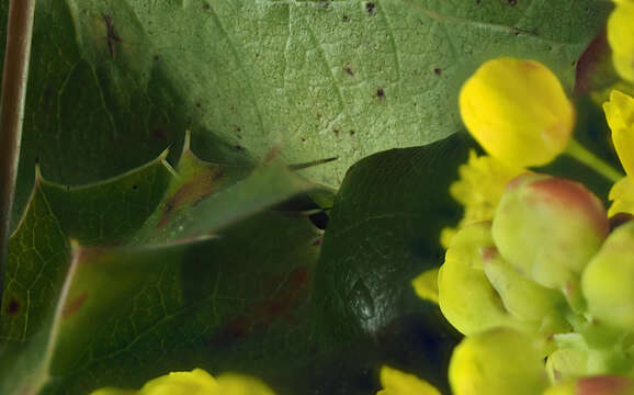 Image of Berberis aquifolium var. aquifolium