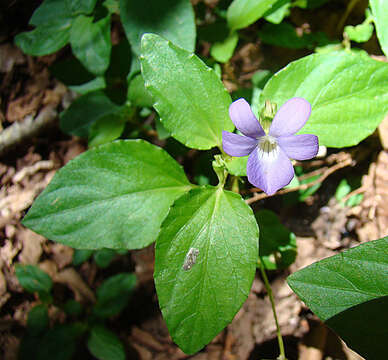 Image of Viola portalesia C. Gay