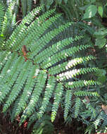Image of Plantae