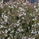 صورة Pentachondra ericifolia Hook. fil.