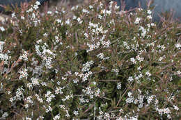 Image de Pentachondra ericifolia Hook. fil.