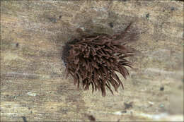 Image of Stemonitis lignicola