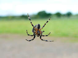 Image of Garden spider