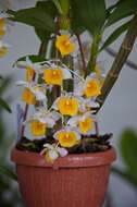 Imagem de Dendrobium thyrsiflorum B. S. Williams