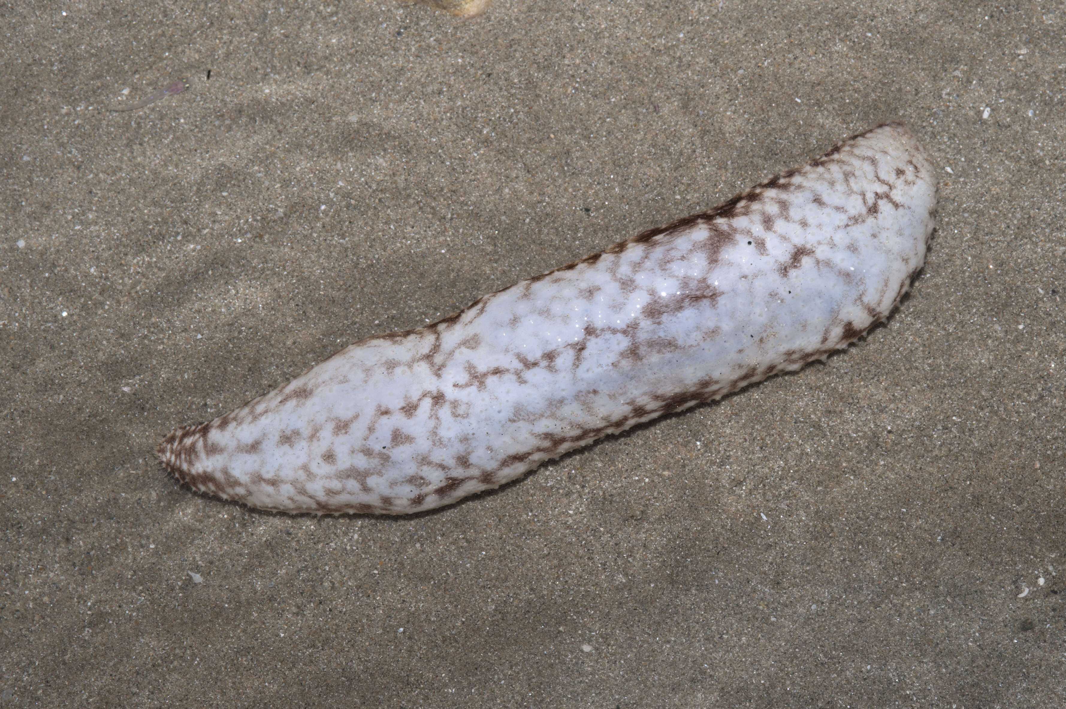 Image of Holothuria subgen. Theelothuria Deichmann 1958