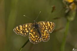 Image of Melitaea