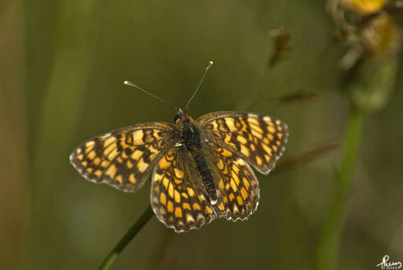 Image de Melitaea