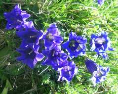 Image of gentian