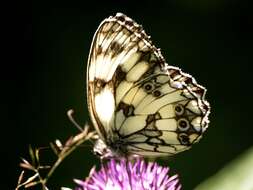 Image of Melanargia