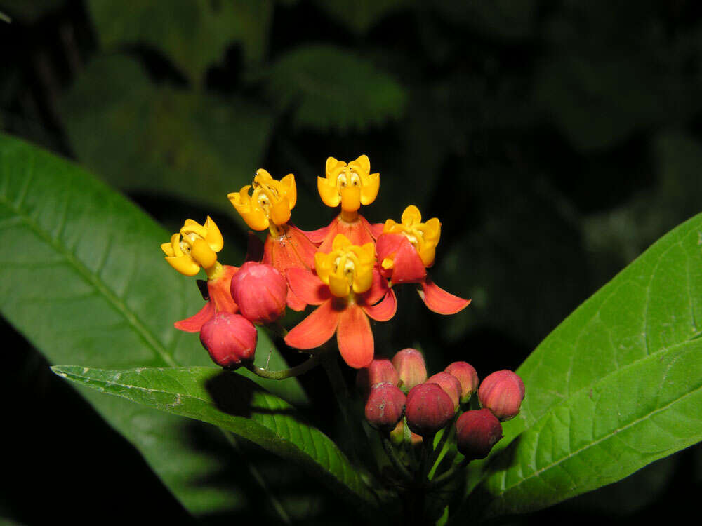 Image of milkweed