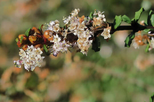 Plancia ëd Ceanothus otayensis Mc Minn