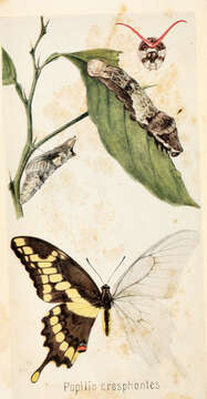 Sivun Papilio cresphontes Cramer (1777) kuva