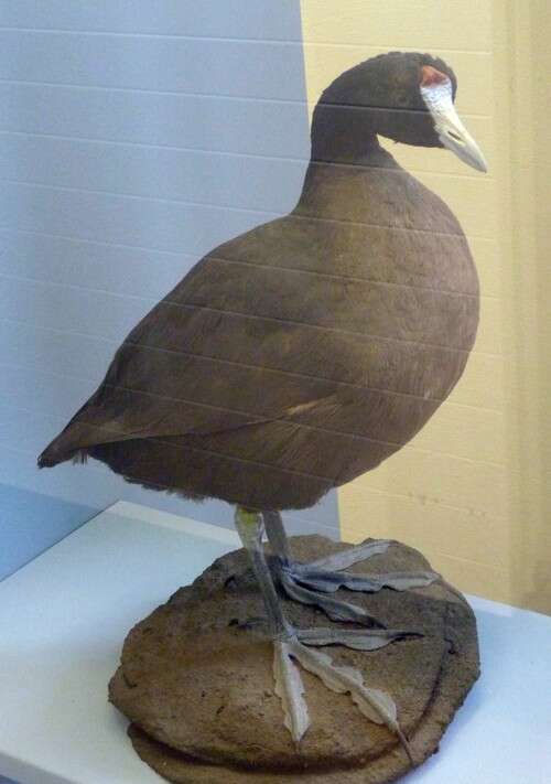 Image of Crested Coot