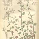 Image of Lobelia trullifolia subsp. trullifolia