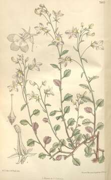 Image de Lobelia trullifolia Hemsl.