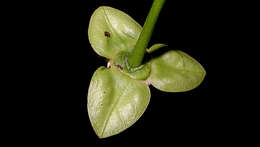 Image of Cymbopetalum brasiliense (Vell.) Benth. ex Baill.