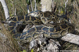 Image of Python Daudin 1803