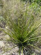 Image of false yucca