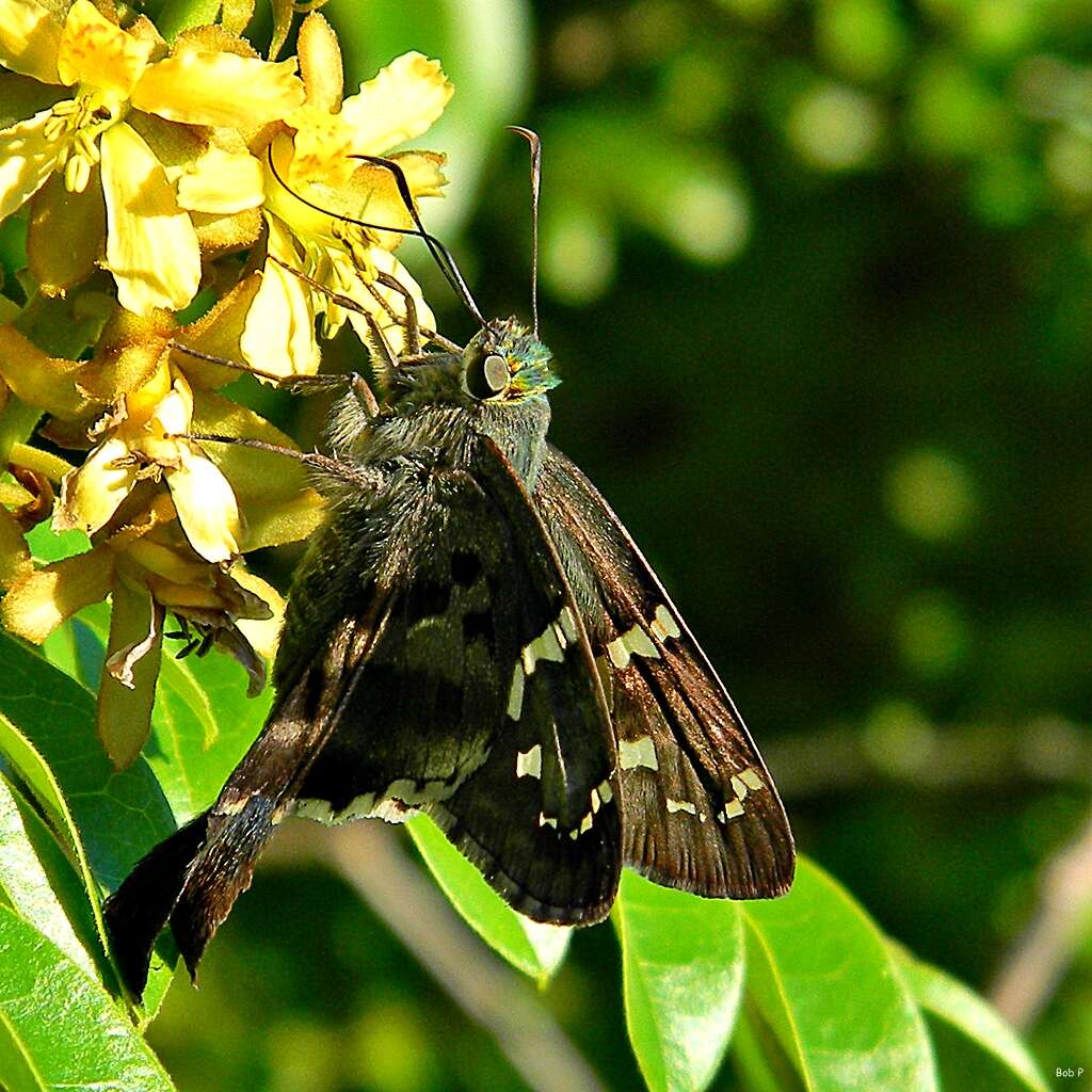 Image of Long-tailed Skipper