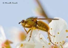 Image of Scathophaga stercoraria (Linnaeus 1758)