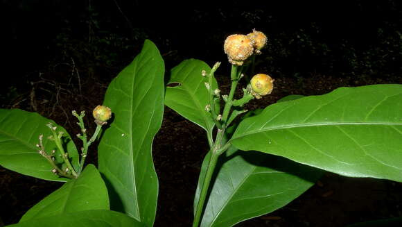 Image of Bunchosia acuminata F. H. Dobson