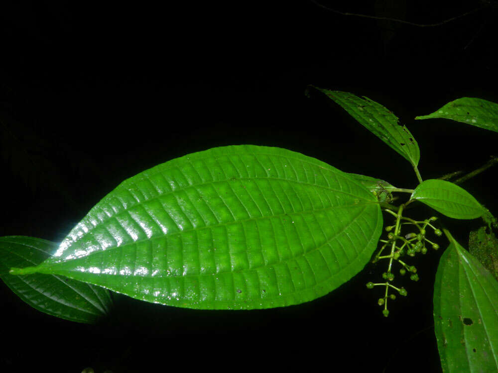 Image of Miconia neomicrantha W. S. Judd & J. D. Skean