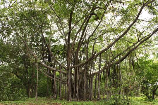 Image of Banyan