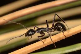 Image de Camponotus molossus Forel 1907