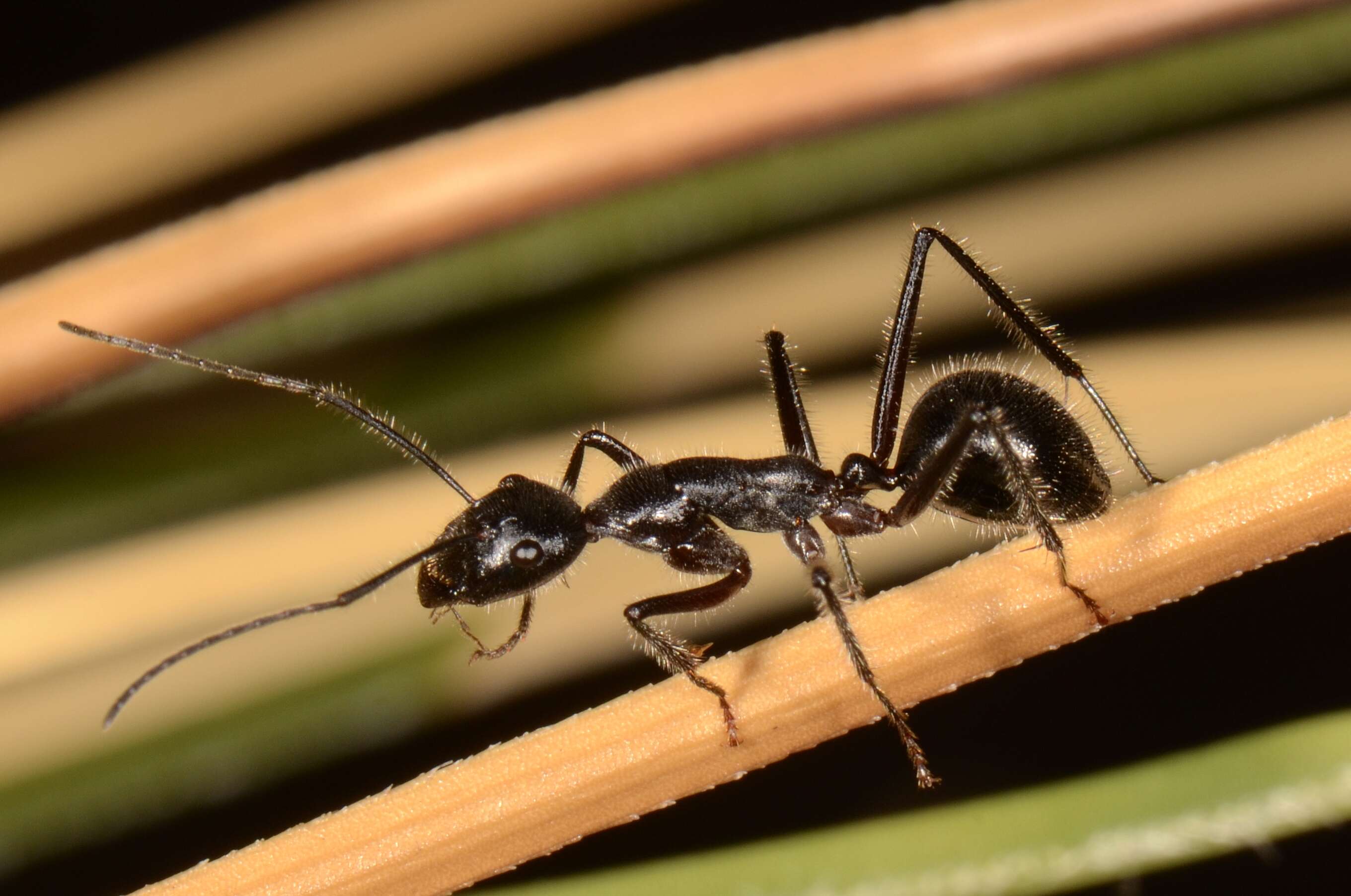 Image of Camponotus molossus Forel 1907