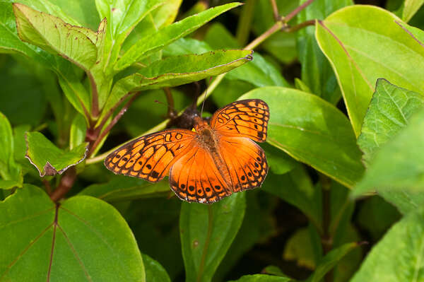 Image of Mexican Fritillary