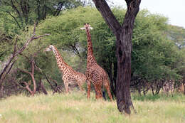 Plancia ëd Giraffa camelopardalis (Linnaeus 1758)